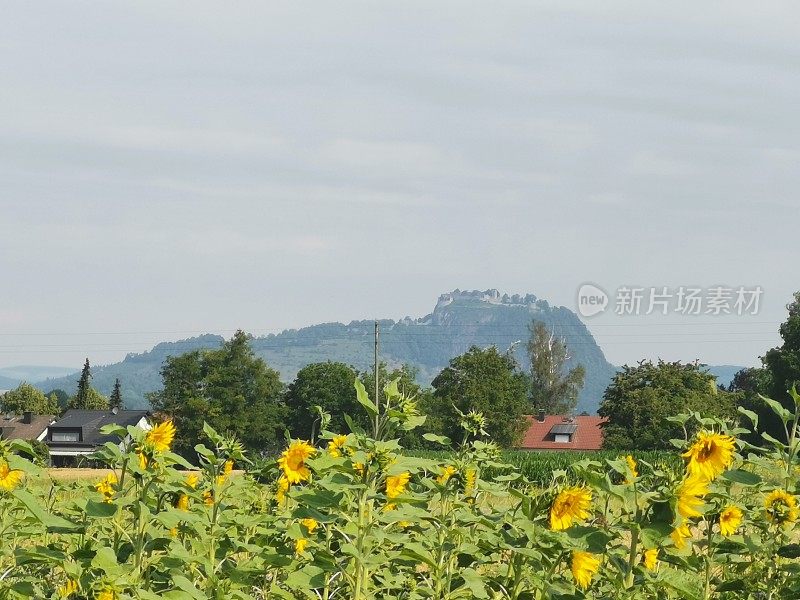 在炎热的7月的一天，锡根市附近的Hegau Hohentwiel火山